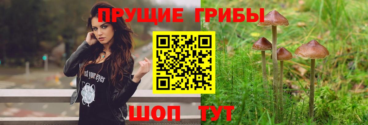 Галлюциногенные грибы Psilocybine cubensis Минеральные Воды